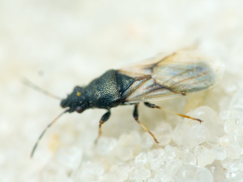 Metopoplax origani (Kolenati, 1845)
